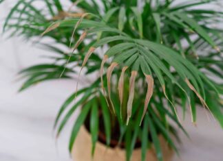 Чому ваші кімнатні рослини стають коричневими взимку (і як це виправити)