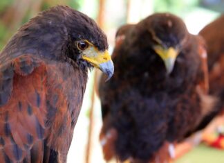 Угруповання Мандрівних: Як їх називають і чому це важливо