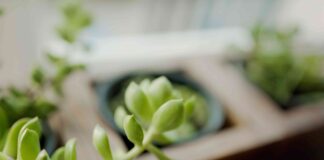 Почему Ваши Суккуленты Вытягиваются: Руководство по Этиоляции и Восстановлению