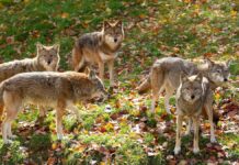 Як називається група койотів?