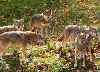 Як називається група койотів?
