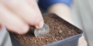 Uang Penny di Pot Tanaman Anda: Mitos atau Keajaiban?