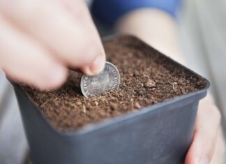 Пенні в Горщику з Рослиною: Міф чи Чудо?