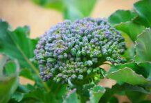 Оптимальний час для вирощування броколі: посібник з передстартового посіву насіння у приміщенні