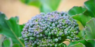 Optymalny czas na uprawę brokułów: przewodnik dotyczący wstępnego wysiewu nasion w pomieszczeniu