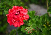 Menanam Geranium Dari Biji: Panduan Komprehensif