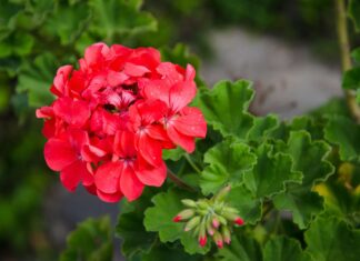 Вирощування Герані з Насіння: Повне Керівництво