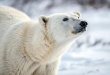 Арктичний Харчовий Ланцюг: Чому Морський Лід Критично Важливий для Виживання