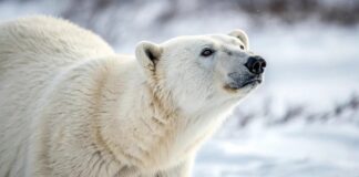 Le réseau alimentaire arctique : pourquoi la glace de mer est essentielle à la survie