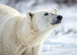 Арктичний Харчовий Ланцюг: Чому Морський Лід Критично Важливий для Виживання