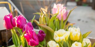 Jardinagem no início da primavera: 7 tarefas para preparar seu quintal agora