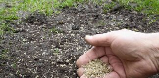 Siew szczelinowy: przywracanie trawnika z precyzyjnym dosiewem