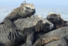 Лежанка Ящірок: Дивно Грайливі Назви Груп Тварин