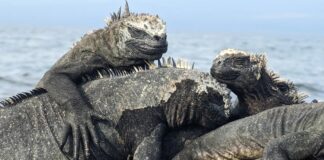 A Lounge of Lizards: os nomes surpreendentemente divertidos de grupos de animais