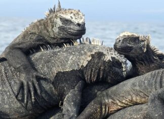 Лежанка Ящірок: Дивно Грайливі Назви Груп Тварин