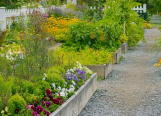 Перший Сад: Посібник для Початківців Створення Власного Саду