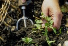 Відмовся від Старих Правил: Садові Практики, Які Експерти Рекомендують Припинити Зараз