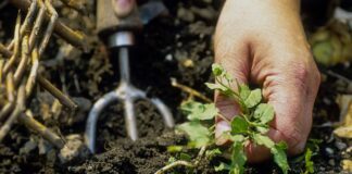 Откажись от Старых Правил: Садовые Практики, Которые Эксперты Рекомендуют Прекратить Сейчас