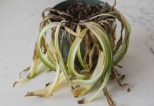 Відродження в’янучих Кімнатних Рослин: Практичне Керівництво