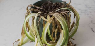 Worstelende kamerplanten nieuw leven inblazen: een praktische gids