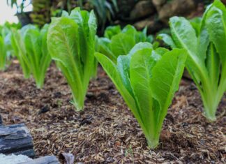 Ранній старт: 10 овочів, які варто посіяти у приміщенні вже зараз