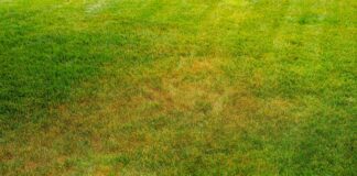 Perché il tuo prato diventa marrone nonostante l’irrigazione: una guida per il giardiniere