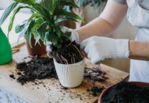 Уникайте цих 5 поширених помилок при пересадці кімнатних рослин