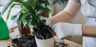 Évitez ces 5 erreurs courantes de rempotage des plantes d’intérieur