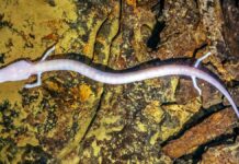 Upiór z jaskiń: Odsłonięcie biologii Bezokiego Proteusa