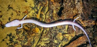 Le Fantôme des Grottes : Dévoilement de la biologie de l’Olm sans yeux