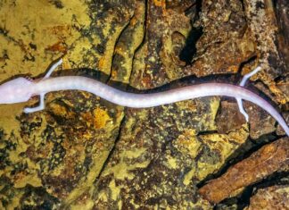 Привид Печер: Розкриття Біології Безокого Протею