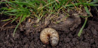 Rasenmaden: Erkennen und Beheben der Bedrohung Ihres Rasens