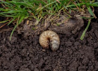 Личинки Травневого Жука: Розпізнавання та Боротьба з Загрозою Вашому Газону