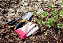 Незамінні весняні роботи в саду: 5 завдань, які потрібно виконати до першого цвітіння