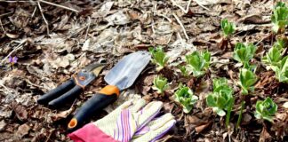 Preparação essencial para o jardim de primavera: 5 tarefas a serem realizadas antes da primeira floração