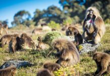 Групи Павіанів: Зграя проти Конгресу – Який Термін Правильний?