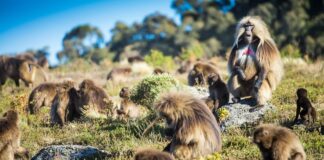 Paviangruppen: Truppe vs. Kongress – Was ist der richtige Begriff?