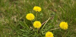 Dandelions: Effective, Natural Control Methods for Your Lawn