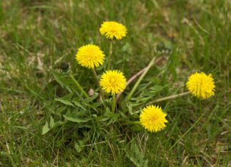 Кульбаби: Ефективні та Натуральні Методи Боротьби з Ними на Вашому Газоні