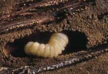 Боротьба з Хрущами на Газоні: Повне Посібник із Захисту Вашої Ділянки