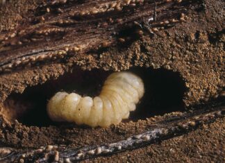 Боротьба з Хрущами на Газоні: Повне Посібник із Захисту Вашої Ділянки