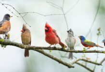 Зграя Дроздов: Дивно Просте Назва для Збирання Птахів