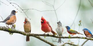 Een zwerm roodborstjes: de verrassend eenvoudige naam voor een vogelbijeenkomst