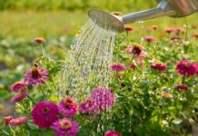 Уникайте поливу опівдні: експерти стверджують, що це марна витрата води і шкодить рослинам