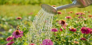 Evite regar ao meio-dia: especialistas dizem que isso desperdiça água e prejudica as plantas