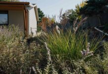 Низьковитратне озеленення для невеликих передніх дворів