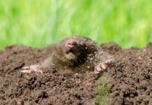 Природний контроль над крітами: 7 ефективних рішень для вашого двору