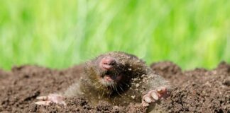 Control natural de lunares: 7 soluciones efectivas para el jardín