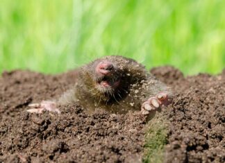 Природний контроль над крітами: 7 ефективних рішень для вашого двору