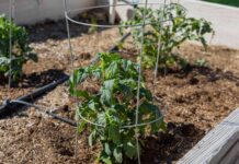 Опанування Томатними Клітками для Багатого Урожаю